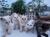 Persian Cat Kittens