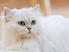 Persian Cat Lagby - Female