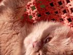 Persian cat lagle inbox