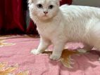 Persian cat long coat