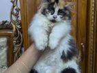 Persian Cat Long Coat