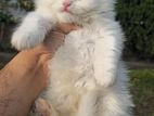 Persian cat long coat