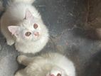 Persian cat kitten pair