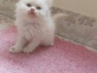persian cat long court