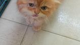Persian Cat Long Cout Kitten