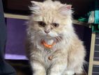 Persian cat Long Hair