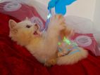 Persian cat Long hair