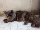 Persian cat Male 1 year