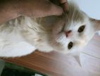 Persian Cat Male 1 Year Potitrained -chicken,fish with Rice