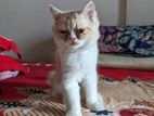 Persian cat (Male)