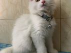 Persian Cat Male 3 Months