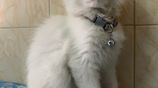 Persian Cat Male 3 Months