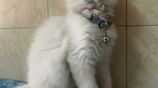 Persian Cat Male 3 Months