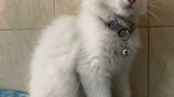 Persian Cat Male 3 Months