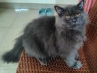 Persian Cat Male sell