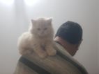 Persian Cat Male 5 Months