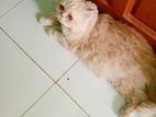 Persian cat (MALE) age 1year (i Need emergency money)