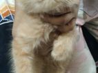 Persian Cat (Male & Female)