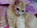 Persian Cat Male & Female (2 pcs)