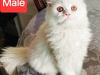 Persian Cat Male & Female