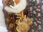 Persian Cat Male And Female