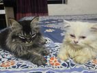 Persian Cat ( Male & Female)