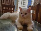 Persian Cat (male And Female)