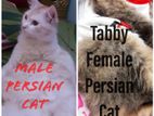 Persian Cat Male & Female