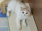 Persian Cat Male Baby