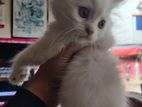 Persian Cat Male Fawn colour