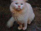 Persian Cat Male Female Adult