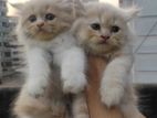 Persian cat male female