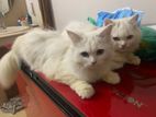 Persian cat (male/female)