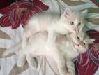 Persian Cat Male \ Female