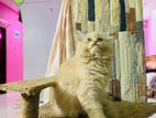 Persian Cat Male