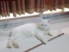Persian Cat Male