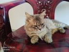 Persian Cat (male)