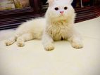 persian Cat Male