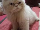 Persian cat Male