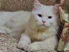 Persian cat Male