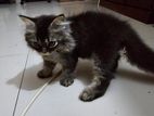 Persian Cat (Male)