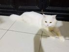 Persian Cat Male