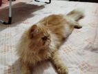 Persian Cat Male