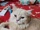 PERSIAN CAT MALE