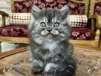 Persian cat male