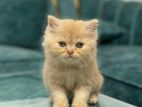 Persian Cat Male