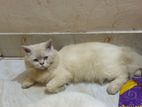 Persian cat male