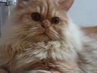 Persian cat male