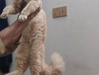 Persian cat male