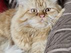 Persian Cat Male